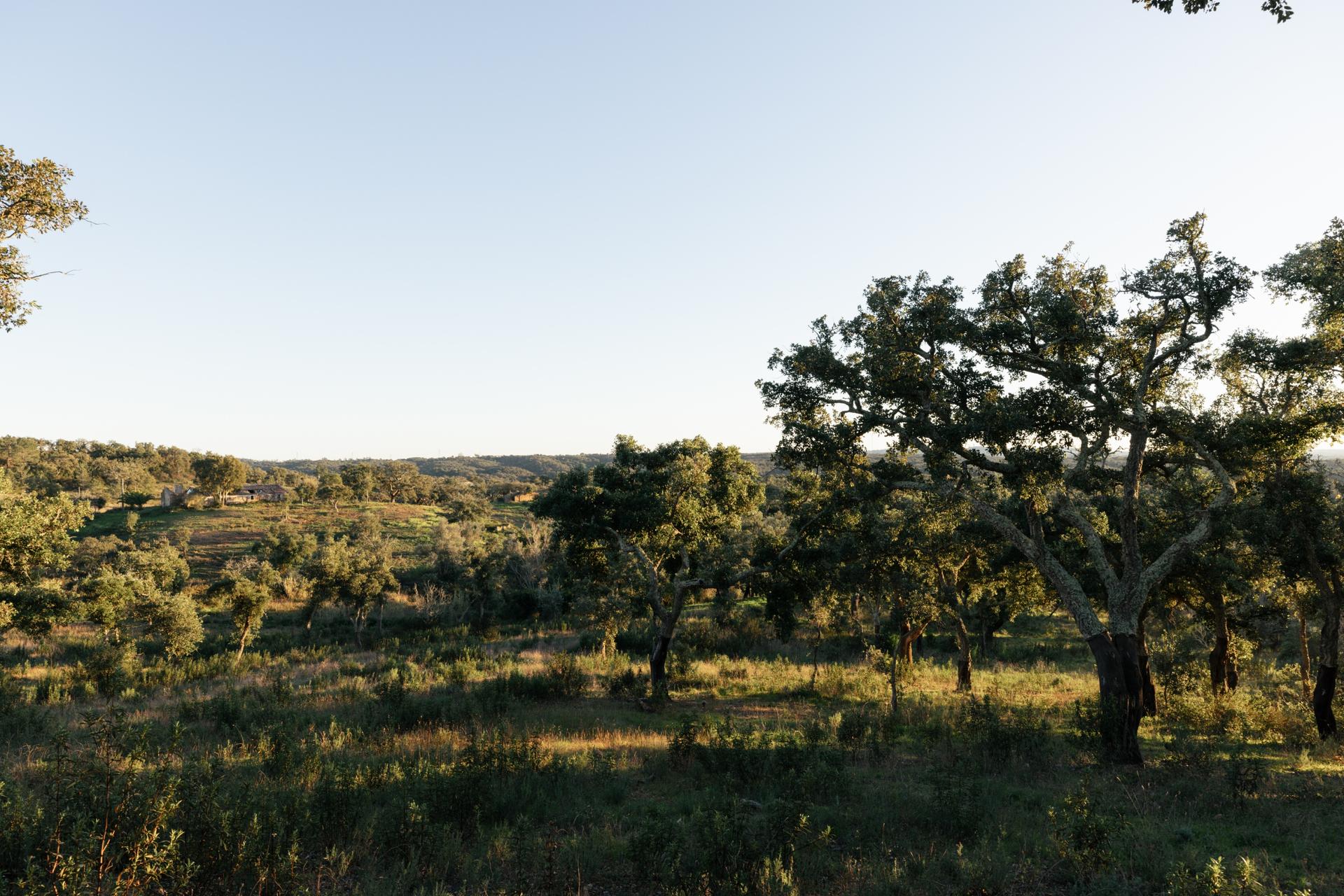 Land in Santiago do Cacém — photograph 5